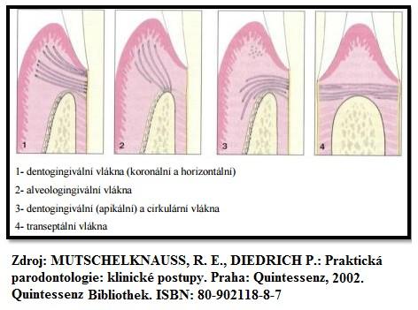 Obr. č. 2. Funkční průběh vláken marginální a připojené gingivy na sagitálním řezu Mutschellknauss uvádí, že šíře periodontální štěrbiny se pohybuje mezi 0,14-0,4 mm [35].