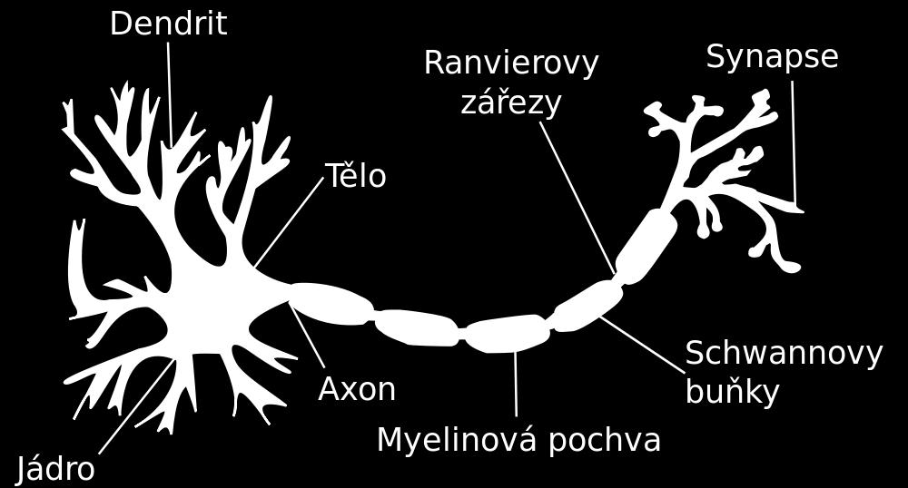 Vzhledem k tomu, že EEG signál musí projít skrz lebku, skalp a několik dalších vrstev hlavy, pouze velmi velké množství podobně prostorově orientovaných neuronů dokáže generovat elektrické pole