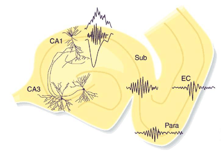 Fyziologická aktivita hipokampu - sharp wave ripples Fyziologické ripples