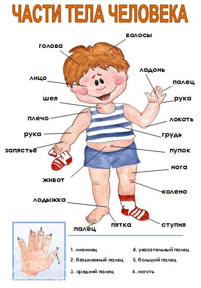 PŘÍLOHY Příloha 1 1. 1. Голова, плечи (Hlava, ramena) Части тела для детей на русском и английском языке.