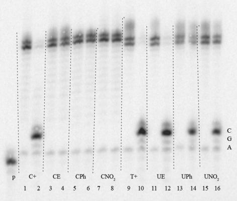 tolerovány Macíčková-Cahová, H.; Hocek, M., ucleic Acids Res.