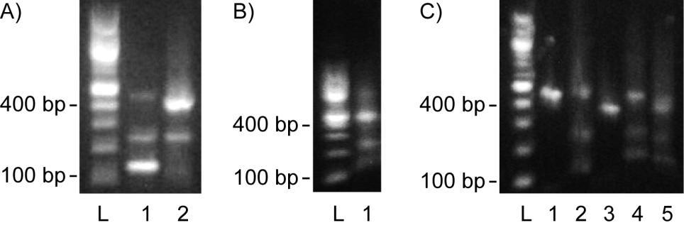 protein from Phaeobacter gallaeciensis
