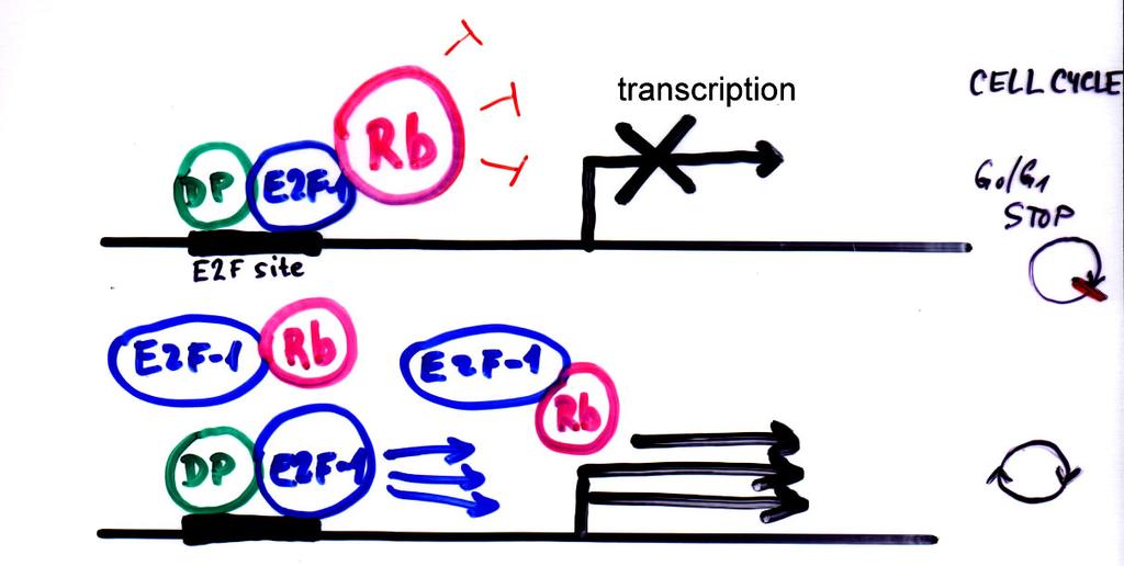 Nefosforylovaný Rb blokuje transkripci Vysoká hladina E2F