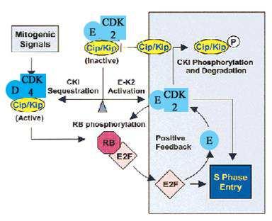 vazbu na CDK4 převládají-li INK4 proteiny, dochází vytěsnění Cip/Kip proteinů a ty mohou inhibovat cyklin E-CDK2 komplex (Obr. č. 2B) (Sherr and Roberts 1999). Obr. č. 2: Role inhibitorů CDKs v G1-S přechodu A Stimulace buněk (např.