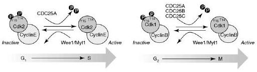 2.1.1.2 Fosforylace CDKs Kromě tvorby komplexu s cyklinem je pro aktivitu cyklin-dependentních kináz nutná fosforylace threoninu (Thr) nacházejícího se v aktivační smyčcce (lokalizace Thr se liší u