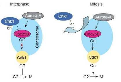 Obr. č. 4: Model prvotní aktivace cycb-cdk1 komplexu na centrozomu A Na konci G2 fáze je na centrozomu umožněn kontakt CDC25B a cycb-cdk1 komplexu. Aktivitu CDC25B regulují CHK1 a AURORA A.