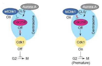 Teprve disociace CHK1 z centrozomu před vstupem do mitózy umožní činnost CDC25B a tedy i aktivaci CDK1 kinázy. Převzato a upraveno z (Doxsey, Zimmerman et al.