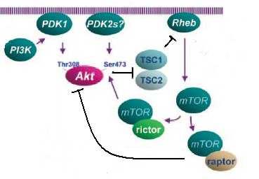 2008). To je pravděpodobně dáno metodikou jak zmiňují sami autoři, při akutním snížení mtor exprese také klesá RAPTOR protein (Sarbassov, Guertin et al. 2005).