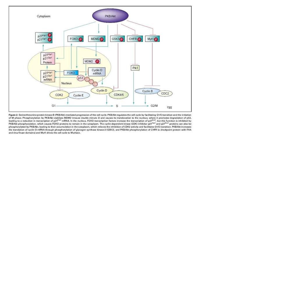 fosforylována PKB v sekvenci typické pro forkhead asociované proteiny a tato fosforylace inhibuje ubiquitin-ligázovou aktivitu CHFR - mutovaná forma CHFR nefosforylovatelná PKB díky záměně za Ala