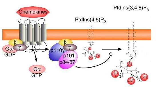 Obr. č. 14: Aktivace PI3K třídy IB PI3K třídy IB jsou aktivované receptory spojenými s G proteiny. Po vazbě ligandu k receptoru (např.