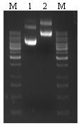 Obr. č. 6 pbsk vektor Obr. č. 6 pbsk vektor štěpený před ligací Spe1 restrikční endonukleázou (1) a kontrolní neštěpený pbsk (2). Vyčištěná ligační směs byla elektroporována do bakterií E. coli.