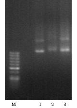 Obr. č. 8 a) b) Obr. č. 8 Fáze syntézy ca-akt-gfp a Pten-mCherry mrna.