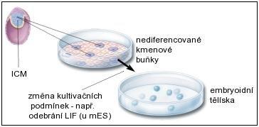 kardiomyocytárních struktur (Kehat et al., 2001). Tím, že EB obsahují buňky všech zárodečných listů, jsou vhodným modelem ke studování časného embryonálního vývoje.