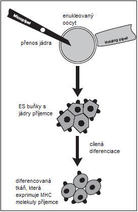 Obrázek 10: Schéma změny nebo odstranění MHC pomocí genové manipulace (Kirschstein a Skirboll, 2001). Upraveno.