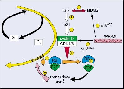 cyklin-dependentní kináza aktivující cyklin CKI inhibitor CDK2 cyklin A (A1 nebo A2) Cip/Kip cyklin E (E1 nebo E2) Cip/Kip CDK4 cyklin D1 cyklin D2 Cip/Kip, INK4 cyklin D3 CDK6 cyklin D1 cyklin D2