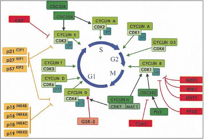 Obrázek 15: Schéma buněčného cyklu a působení přirozených buněčných regulátorů na buněčný cyklus. Převzato z (Meijer, 2000). 2.3.