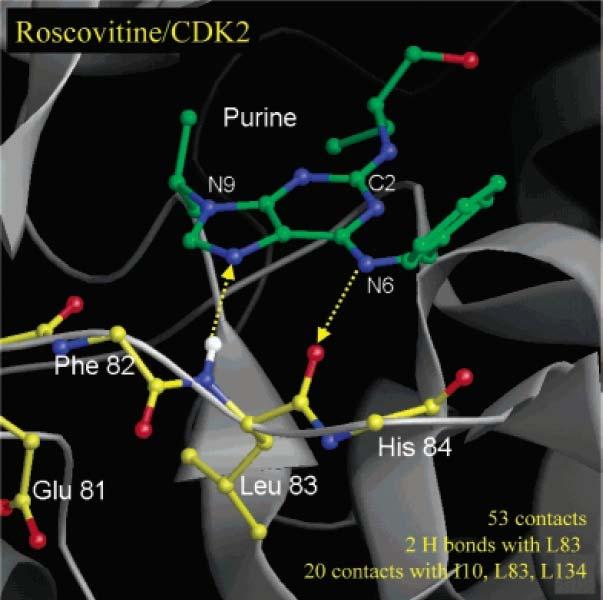 Obrázek 17: Interakce Roskovitinu s CDK2. Převzato z (Meijer a Raymond, 2003). Schopnost inhibovat CDK1 úzce koreluje s antiproliferační schopností inhibitoru.