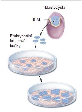 (Reubinoff et al., 2000; Thomson et al., 1998). ES buňky z různých organismů se liší svými kultivačními nároky a expresí molekulárních markerů (tabulka 1 a obrázek 3).