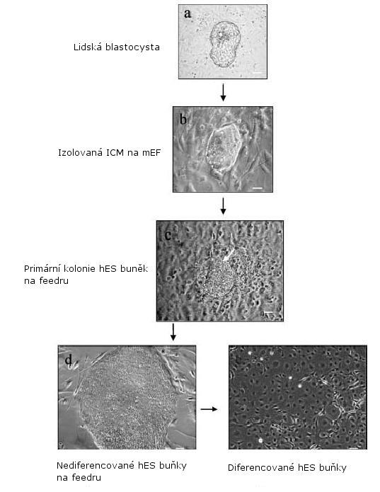 Převzato z (Klimanskaya et al., 2005). Upraveno.