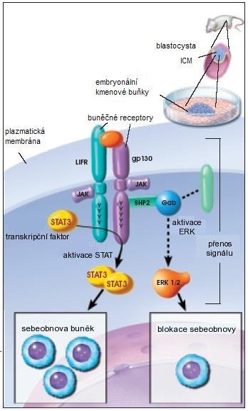 Kultivace ES buněk sebou přináší značné komplikace v podobě velkých nároků na kultivační médium.