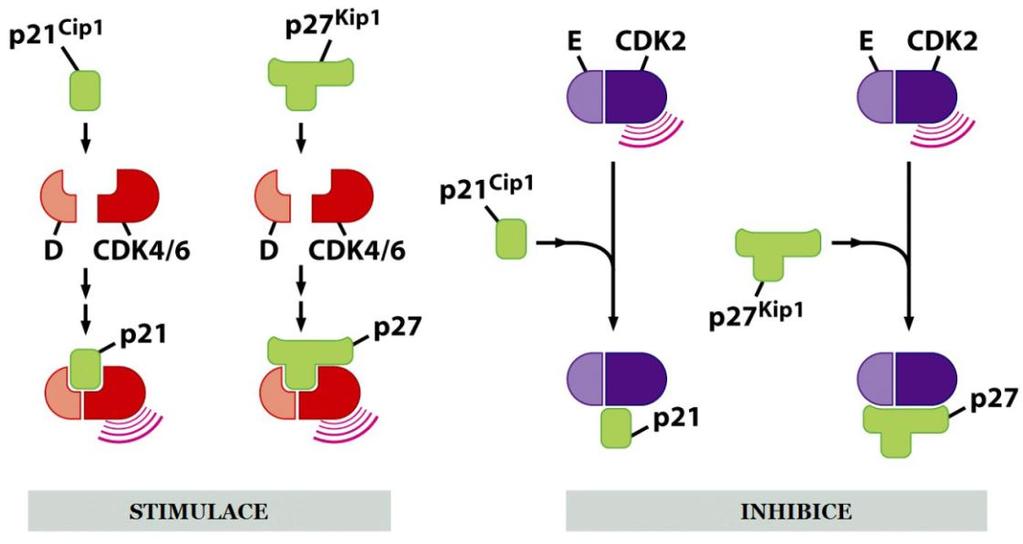 biochemické funkce (Sherr a McCormick, 2002).