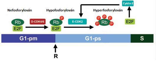 Aktivní komplex cyklin E-Cdk2 fosforyluje Rb a tvoří tím hyperfosforylovanou formu Rb, která uvolňuje rodinu transkripčních faktorů E2F, čímž se iniciuje transkripce genů potřebných pro přechod do