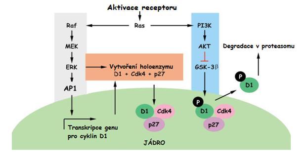 3.1 Regulace exprese cyklinu D1 Exprese a akumulace cyklinu D1 je indukována růstovými faktory a je regulována na více úrovních zahrnujících zvýšenou míru transkripce a translace genu CCND1 a