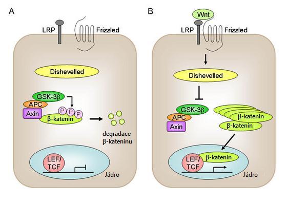 korepresorové komplexy, které inhibují aktivitu NF-κB. Cyklin D1 