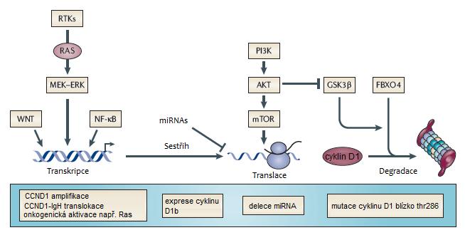 onemocnění mohou zahrnovat různé body zlomů v lokusu IgH a rovněž i v lokusu translokovaných onkogenů (Neri et al., 1988).