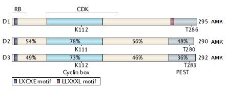 4 CYKLINY D2 A D3 4.1 Porovnání cyklinů D2 a D3 s cyklinem D1 Počáteční analýzy struktury všech tří cyklinů D naznačily jejich funkční redundanci a jejich různou expresi v odlišných typech tkání.