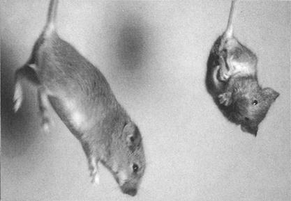 Obrázek 10: Zpomalený růst a abnormální sevření končetin po zdvihnutí za ocas u myší deficientních pro gen cyklinu D1 (vpravo).