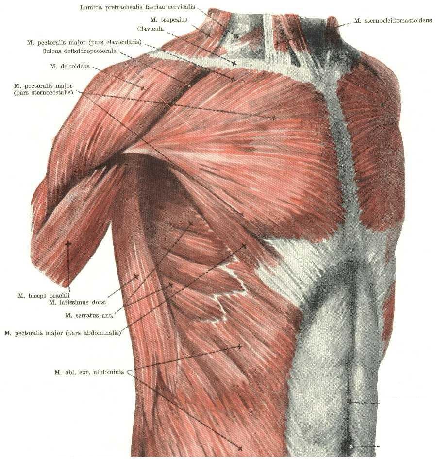 Příloha 1: Anatomie pletence ramenního svaly Obr.