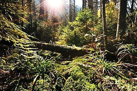 22. 8. KOLEM PRANÝŘE ZA VÝHLEDY 9.00-12.00 Vycházka přes Šibeniční vrch a vrch Vinice s panoramatickými rozhledy do oblasti střední Šumavy a Pošumaví.