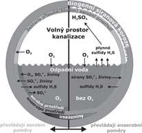 potrubì. Tam tyto slouëeniny biochemicky oxidujì na element rnì sìru. Tu oxidujì acidoresistentnì bakterie rodu Thiobacillus a Thiobacterium tvo ÌcÌ na stïnï biofilm.