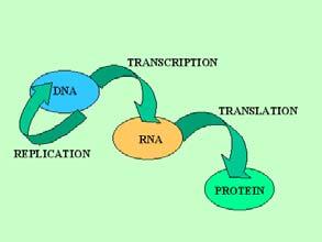 Zrání pre-mrna Editace RNA Místně specifická změna sekvence RNA odchylující jí od sekvence DNA (RNA) templátu, mimo změn způsobených sestřihem a polyadenylací RNA Široce rozšířená Všechny skupiny