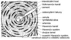 Haversovy systémy proto se tato tkáň také nazývá Haversovská kost.