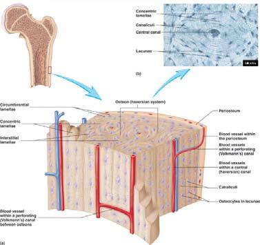 Struktura kostní tkáně Na