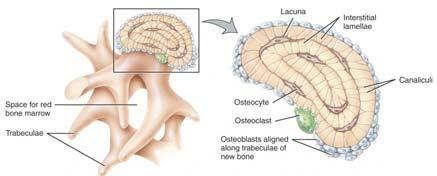 Spongiózní kostní tkáň Lamely uspořádány do trámců (trabekul) a