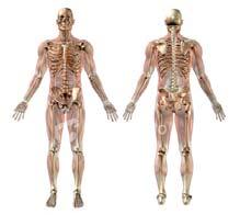 Rapidní odbourávání kostní tkáně (často až patologická osteoporóza).