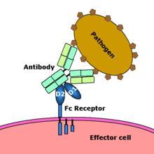 Fc-receptory polypeptidový řetězec 2 nebo více domén podobných Ig Obr.