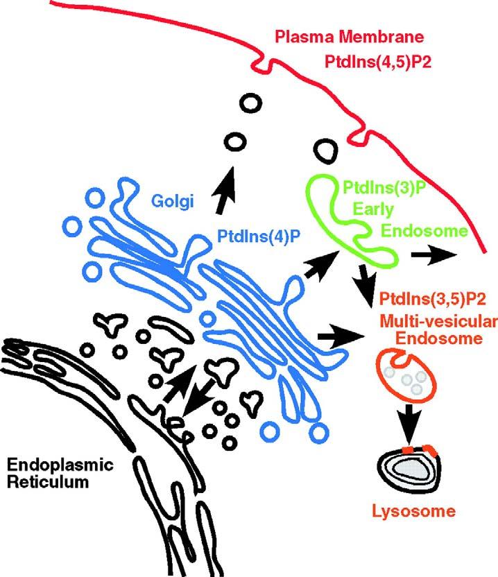 Interakce GTPázy lipidy Distribution of phosphatidylinositides in cells: PI(4)P (blue) - concentrated on Golgi