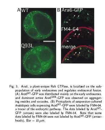 Ara6, homolog Rab5 (RabF u At), je