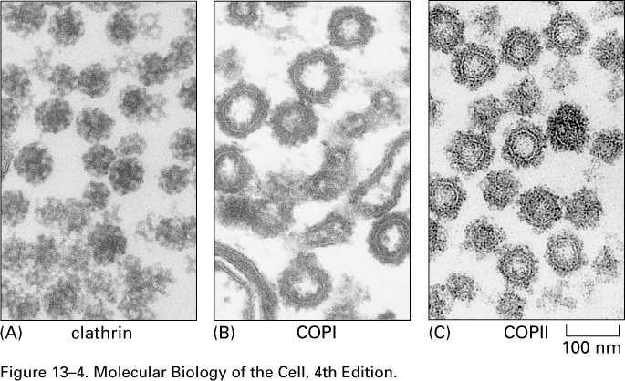 Endocytické váčky mají clathrinový obal Various receptors and clathrin protein coats recognize vesicle types, and these are delivered (along cytoskeleton pathways?