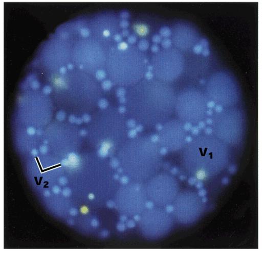 protoplast aleuronu kukuřice V1 protein