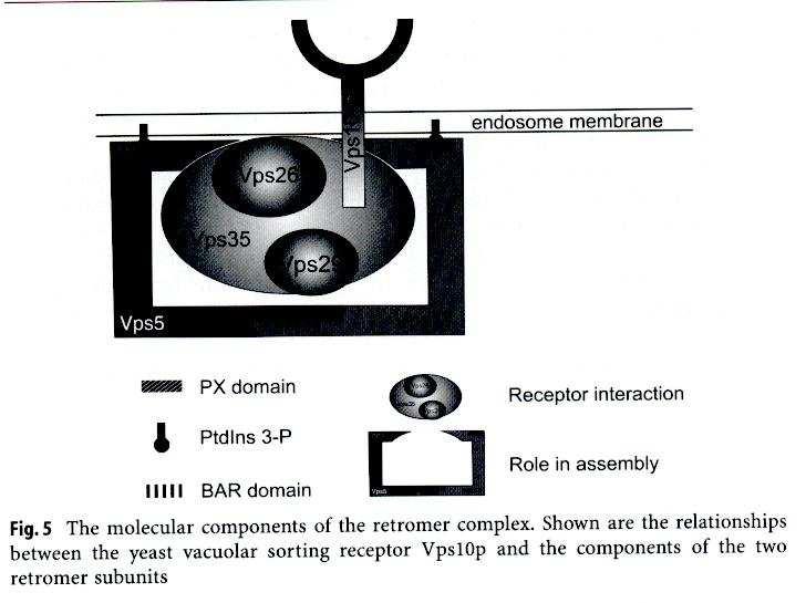 Komplex RETROMER Homology jsou také u