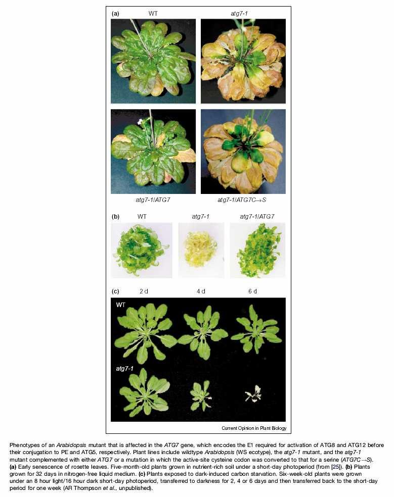 5 month SD Arabidopsis s postiženou tvorbou autofágních