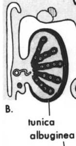 Vývoj varlete tunica albuginea oddělí primární (medulární) provazce od povrchového epitelu základ stočených semenotvorných kanálků Sertoliho bb.