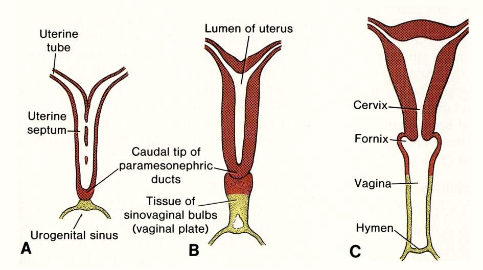 vývoj uterovaginálního kanálu, vznik