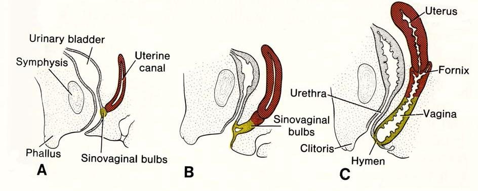 vývoj vaginy a