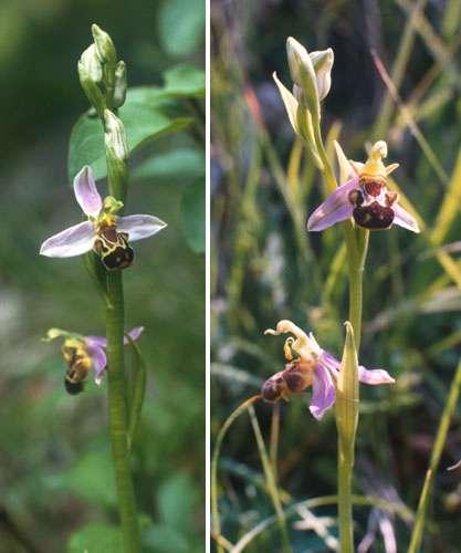 Ophrys